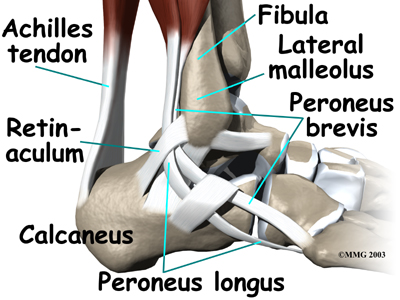 peroneus longus muscle pain