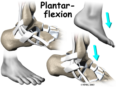 Ankle Plantar Flexion