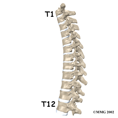 Thoracic Spinal Cord Injury: Functions Affected & Recovery